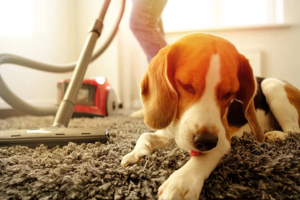 Pet Stain & Odor Removal